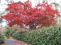 Japanese Maple / Acer palmatum